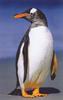 Gentoo Penguin (Pygoscelis papua)