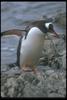 Gentoo Penguin (Pygoscelis papua)