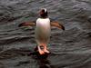 Gentoo Penguin (Pygoscelis papua)