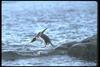 Gentoo Penguin diving (Pygoscelis papua)