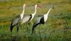 Wattled Cranes (Grus carunculatus)