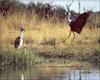 Wattled Crane pair (Grus carunculatus)