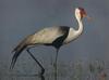 Wattled Crane (Grus carunculatus)