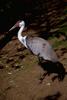 Wattled Crane (Grus carunculatus)