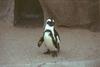 Jackass Penguin (Spheniscus demersus)