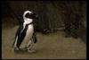 Jackass Penguin (Spheniscus demersus)