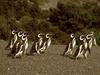 Jackass Penguin group (Spheniscus demersus)