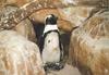 Jackass Penguin (Spheniscus demersus)