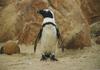 Jackass Penguin (Spheniscus demersus)