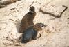 Jackass Penguin chicks molting (Spheniscus demersus)