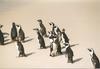 Jackass Penguin group (Spheniscus demersus)