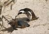 Jackass Penguin & chick (Spheniscus demersus)