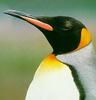 King Penguin (Aptenodytes patagonicus)