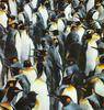 King Penguin colony (Aptenodytes patagonicus)