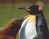 King Penguin & chick (Aptenodytes patagonicus)