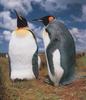 King Penguin pair (Aptenodytes patagonicus)