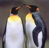 King Penguin pair (Aptenodytes patagonicus)