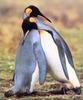 King Penguin pair (Aptenodytes patagonicus)