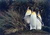 King Penguin trio (Aptenodytes patagonicus)