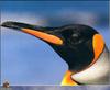 King Penguin face (Aptenodytes patagonicus)
