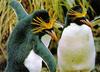 Macaroni Penguin pair (Eudyptes chrysolophus)