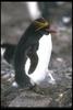 Macaroni Penguin (Eudyptes chrysolophus)