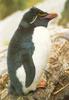 Rockhopper Penguin (Eudyptes chrysocome)