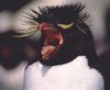 Rockhopper Penguin (Eudyptes chrysocome)