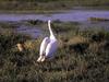 Pelican (Pelecanus sp.)