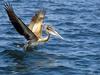 Pelican (Pelecanus sp.)