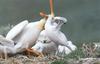 Pelican feeding chick (Pelecanus sp.)