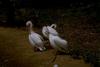 Pelicans in Sunset (Pelecanus sp.)