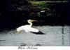 American White Pelican (Pelecanus erythrorhynchos)