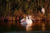 American White Pelicans (Pelecanus erythrorhynchos)