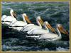 American White Pelicans (Pelecanus erythrorhynchos)