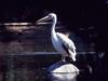 American White Pelican (Pelecanus erythrorhynchos)