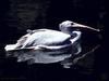 American White Pelican (Pelecanus erythrorhynchos)