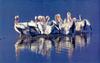 American White Pelican flock (Pelecanus erythrorhynchos)