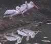 American White Pelicans (Pelecanus erythrorhynchos)