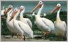 American White Pelicans (Pelecanus erythrorhynchos)