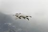 Brown Pelicans in flight (Pelecanus occidentalis)