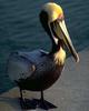 Brown Pelican (Pelecanus occidentalis)