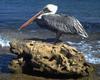 Brown Pelican (Pelecanus occidentalis)