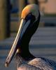 Brown Pelican (Pelecanus occidentalis)