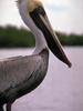 Brown Pelican (Pelecanus occidentalis)