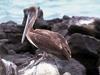 Brown Pelican (Pelecanus occidentalis)