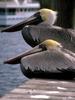 Brown Pelicans (Pelecanus occidentalis)