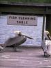 Brown Pelicans (Pelecanus occidentalis)