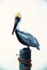 [Animal Art] Brown Pelican (Pelecanus occidentalis)