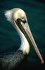 Brown Pelican (Pelecanus occidentalis)